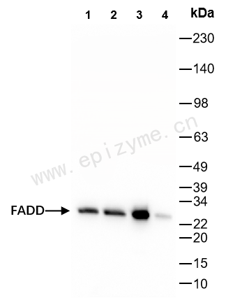 Anti-FADD Rabbit mAb [23E44D72]