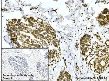 Anti-FADD Rabbit mAb [23E44D72]