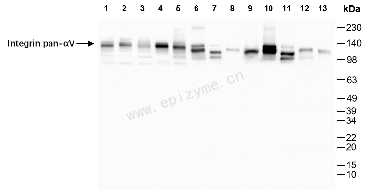 Anti-Integrin alpha V Rabbit mAb [55S62A15]