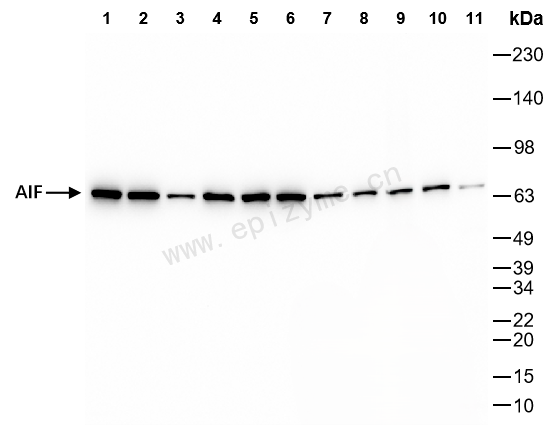 Anti-AIF Rabbit mAb [27J78L50]