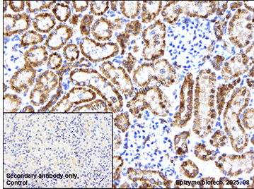 Anti-AIF Rabbit mAb [27J78L50]