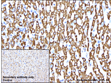 Anti-AIF Rabbit mAb [27J78L50]
