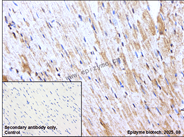 Anti-AIF Rabbit mAb [27J78L50]