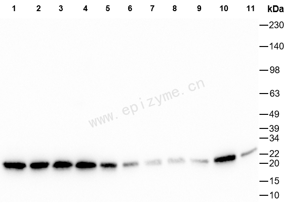 Anti-HP1 gamma/CBX3 Mouse mAb [66L05L61]