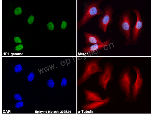 Anti-HP1 gamma/CBX3 Mouse mAb [66L05L61]
