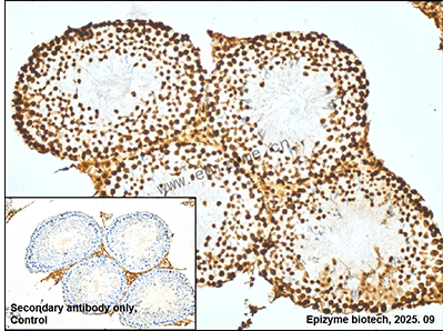 Anti-HP1 gamma/CBX3 Mouse mAb [66L05L61]