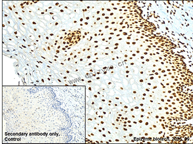 Anti-HP1 gamma/CBX3 Mouse mAb [66L05L61]