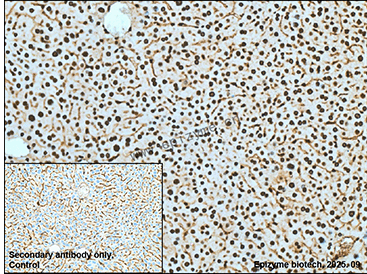 Anti-HP1 gamma/CBX3 Mouse mAb [66L05L61]