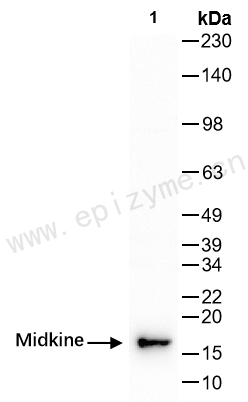Anti-Midkine Rabbit mAb [77M20M27]