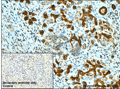 Anti-Midkine Rabbit mAb [77M20M27]