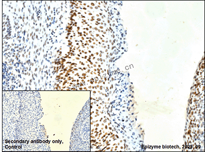 Anti-Phospho-Jun/JunD (Ser73/Ser100) Rabbit mAb [40K64M01]