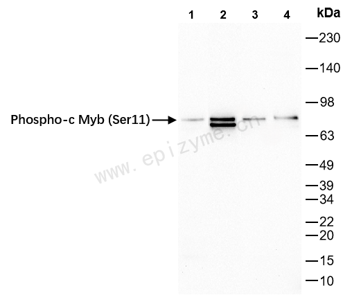 Anti-Phospho-c Myb (Ser11) Rabbit mAb [44K12L03]