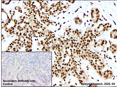 Anti-Phospho-Rb2 p130 (Ser952) Rabbit mAb [17K27K86]