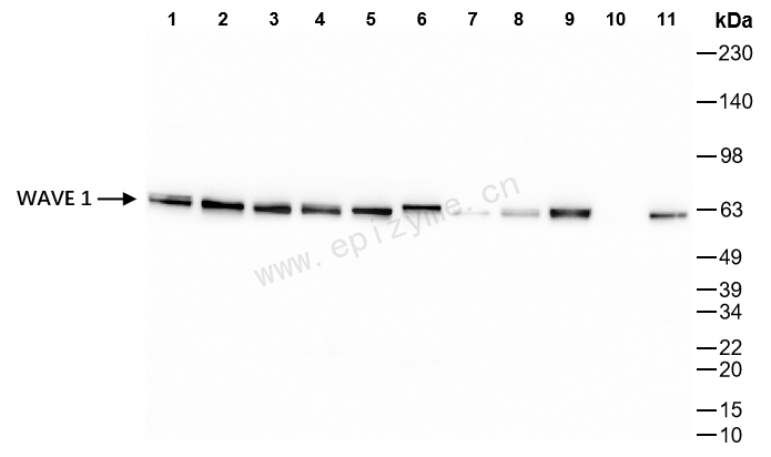 Anti-WAVE 1 Rabbit mAb [92M29L22]