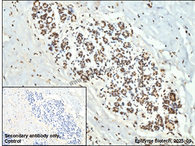 Anti-Phospho-PTP1B (Ser378) Rabbit mAb [81L13M61]