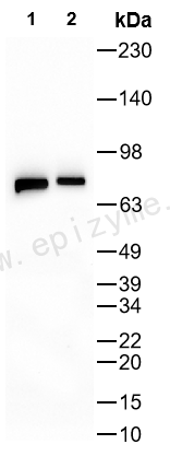 Anti-Phospho-PKC delta (Tyr311) Rabbit mAb [40P03Q48]