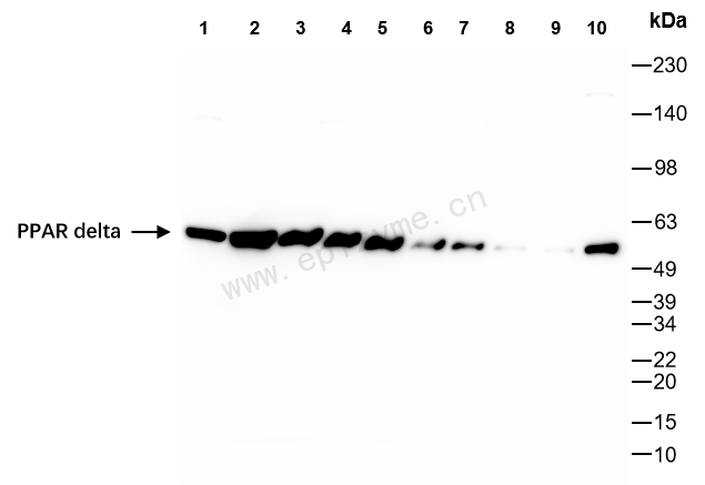 Anti-PPAR delta Rabbit mAb [48J02S83]