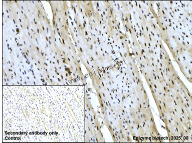 Anti-TEF1/TEAD-1 Rabbit mAb [53G63T17]