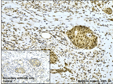 Anti-TEF1/TEAD-1 Rabbit mAb [53G63T17]