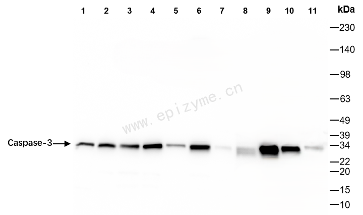 Anti-Caspase 3 Rabbit mAb [37I79I28]