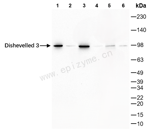 Anti-DVL3 Rabbit mAb [49R71K04]