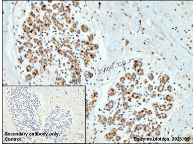 Anti-Phospho-Rb (Ser807) Rabbit mAb [26M34N91]