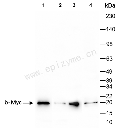 Anti-b-Myc Rabbit mAb [72J84P26]
