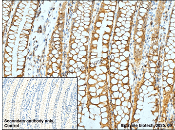 Anti-Lck Rabbit mAb [54E47N32]