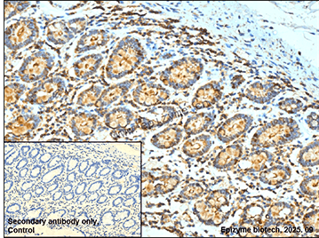 Anti-Lck Rabbit mAb [54E47N32]