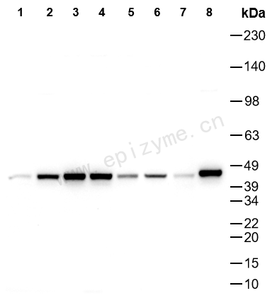 Anti-SIRT7 Rabbit mAb [30N69R77]