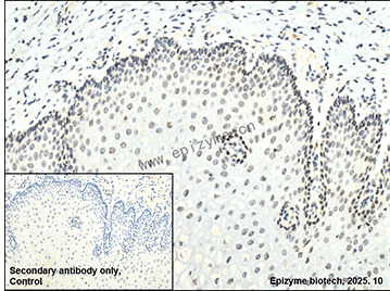 Anti-SIRT7 Rabbit mAb [30N69R77]
