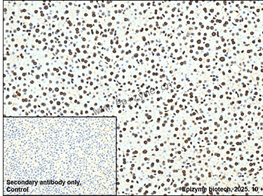 Anti-SIRT7 Rabbit mAb [30N69R77]