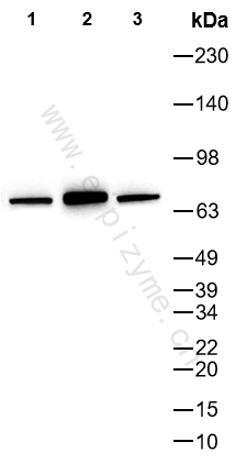Anti-TORC1 Mouse mAb [58L74L97]