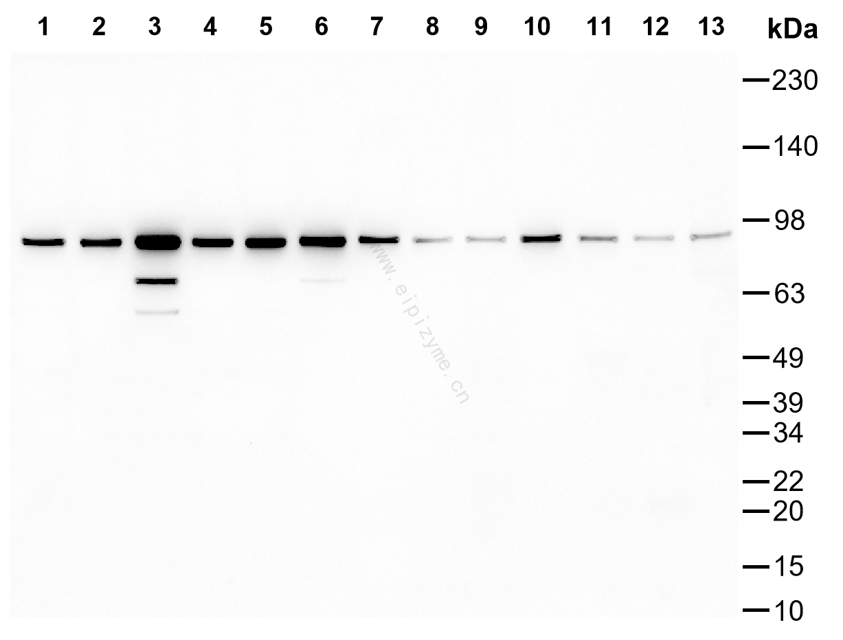 Anti-Hsp90 beta Mouse mAb [27L89M24]