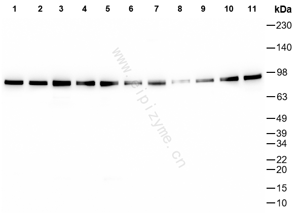 Anti-Hsp90 Mouse mAb [91M01L08]