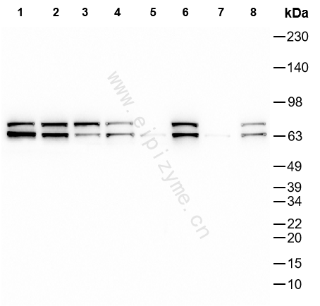 Anti-Lamin A/C Mouse mAb [49L05L34]