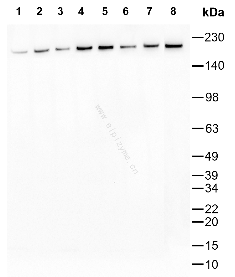 Anti-BRG1 Mouse mAb [67M06K27]