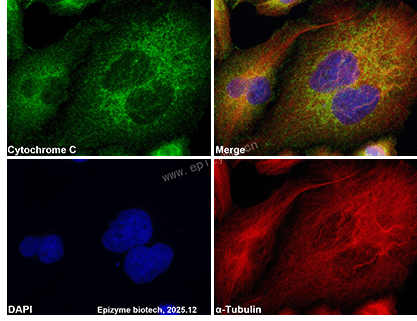 Anti-Cytochrome C Mouse mAb [17M47L90]