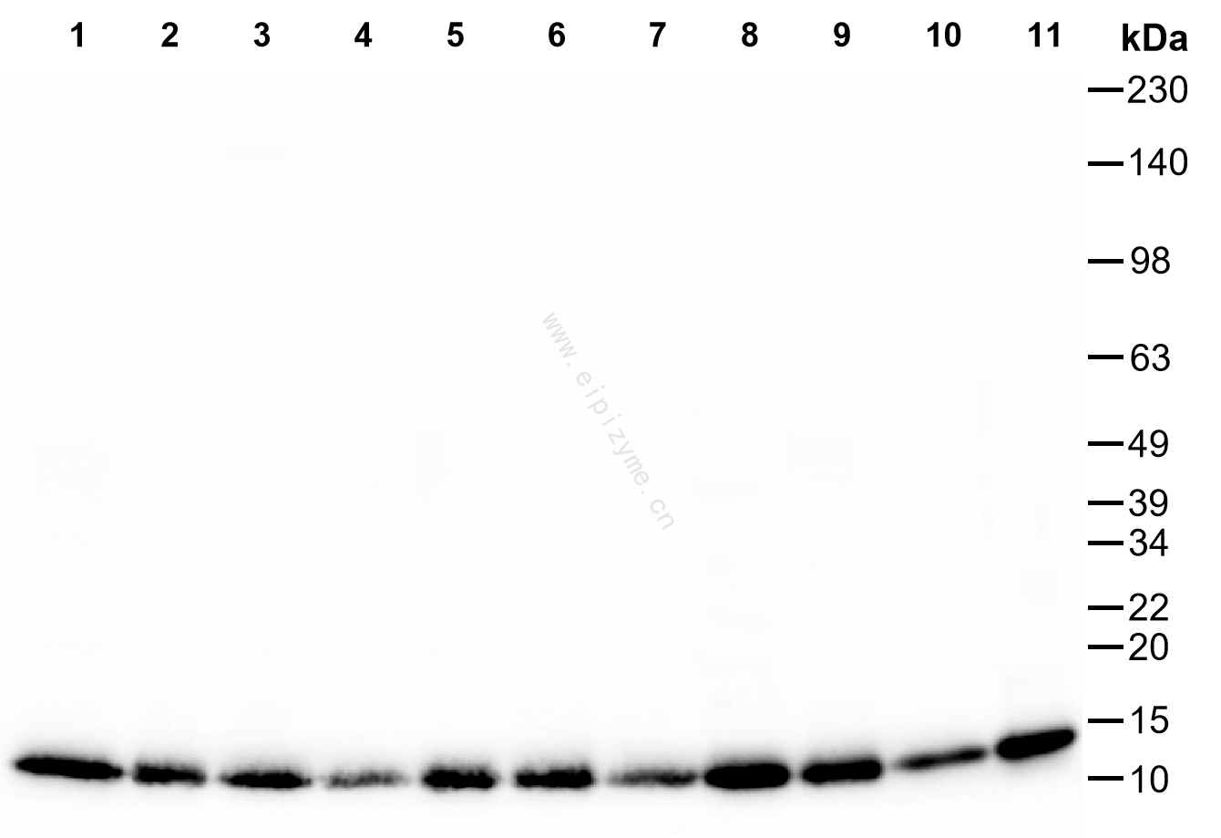 Anti-Cytochrome C Mouse mAb [17M47L90]