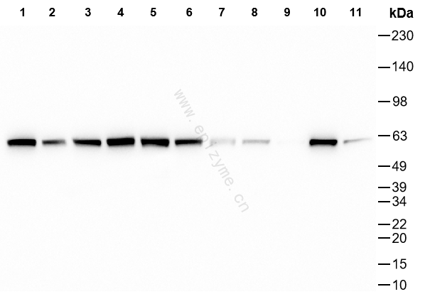Anti-HDAC2 Mouse mAb [91L51L04]