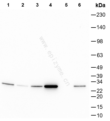 Anti-Hsp27 Mouse mAb [95K02K34]