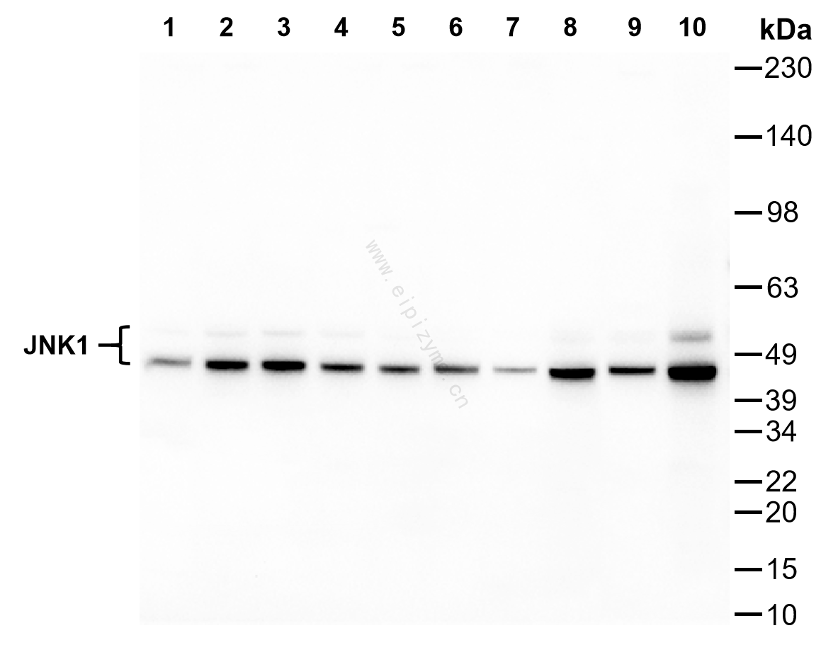 Anti-JNK1 Mouse mAb [74L48L48]