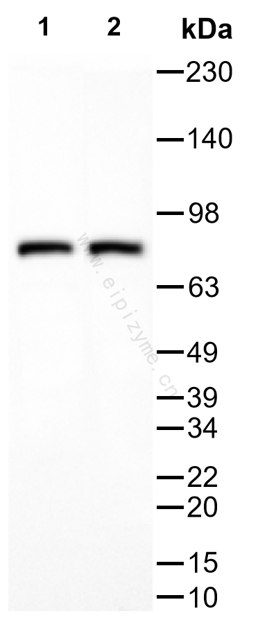 Anti-DRP1 Mouse mAb [35K09L62]