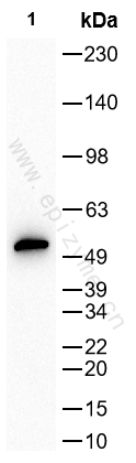 Anti-P2Y12 Rabbit mAb [63M57M22]