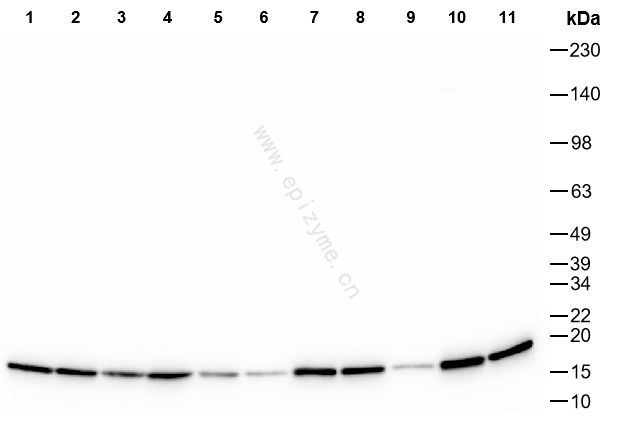 Anti-Complex III Subunit 7 Rabbit mAb [18K07L64]
