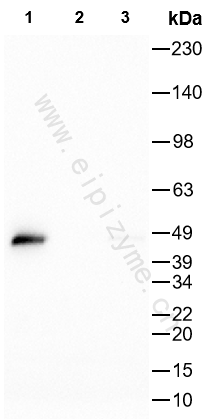 Anti-Phospho-beta Arrestin 1 (Ser412) Rabbit mAb [58K21K26]