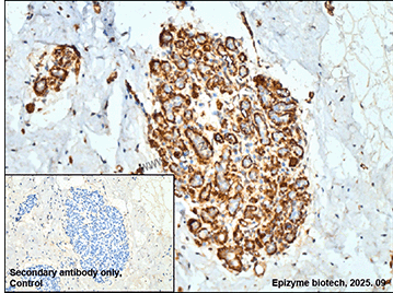 Anti-Phospho-beta Arrestin 1 (Ser412) Rabbit mAb [58K21K26]