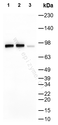 Anti-Phospho-MSK1 (Ser360) Rabbit mAb [78K01M42]