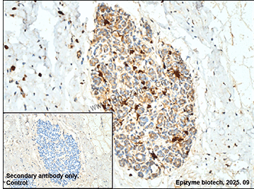 Anti-Phospho-p53 (Ser6) Rabbit mAb [62K64K10]