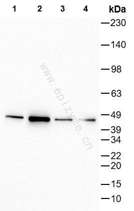 Anti-Phospho-MEK4 (Ser80) Rabbit mAb [81K18K58]